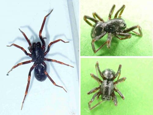 Réf. 228 967 : Oedignatha scrobiculata